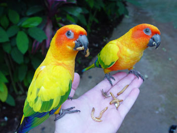 Birds in the Atrium at Discovery Cove