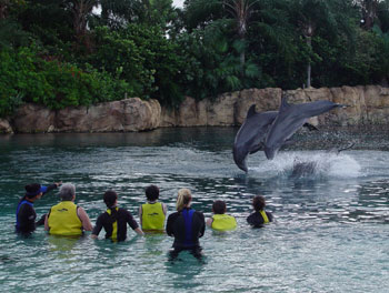 Discovery Cove Dophins doing tricks