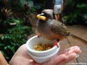 Aviary-DSC02056