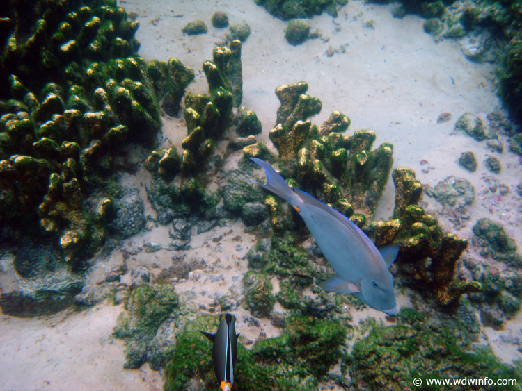Coral-Reef-DSC01980