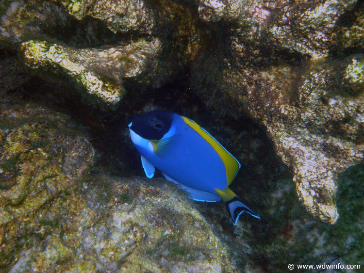 Coral-Reef-DSC01987