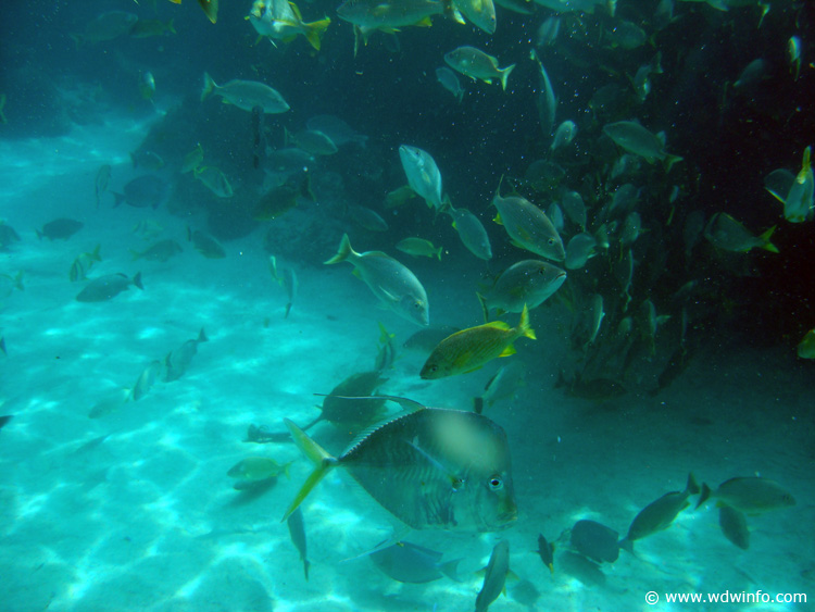 Coral-Reef-DSC02083