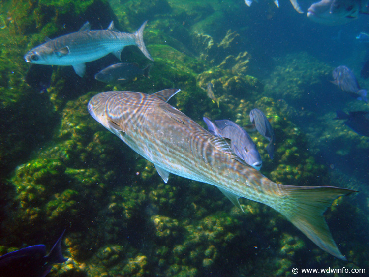 Coral-Reef-DSC02095