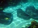 Coral-Reef-DSC02093