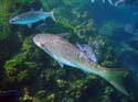 Coral-Reef-DSC02095