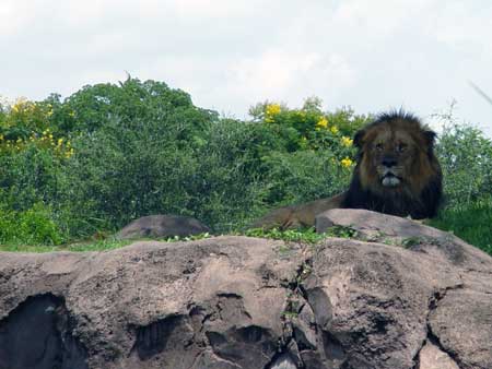 Kilimanjaro Safar