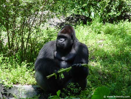 Gorilla Falls Exploration Trail