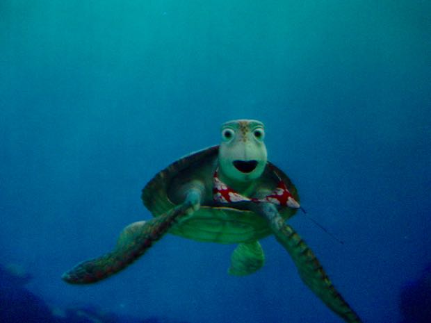 Turtle Talk with Crush