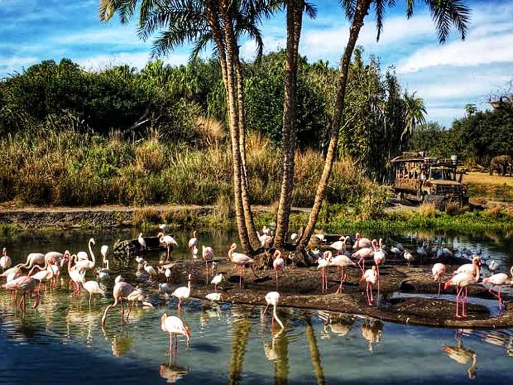 Kilimanjaro Safaris