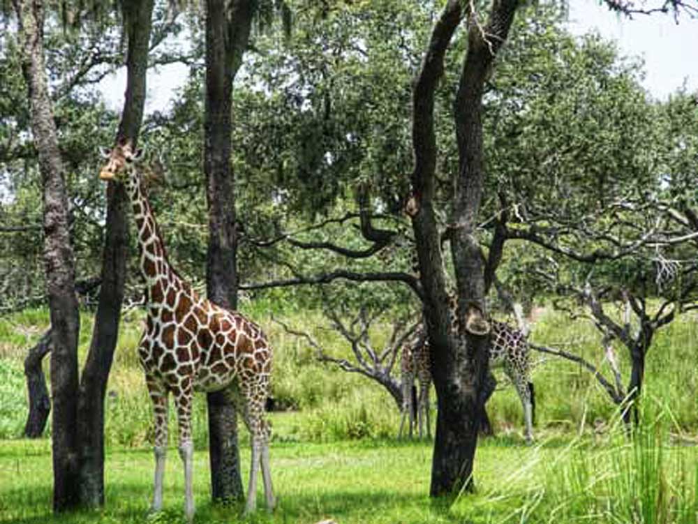 Kilimanjaro Safari